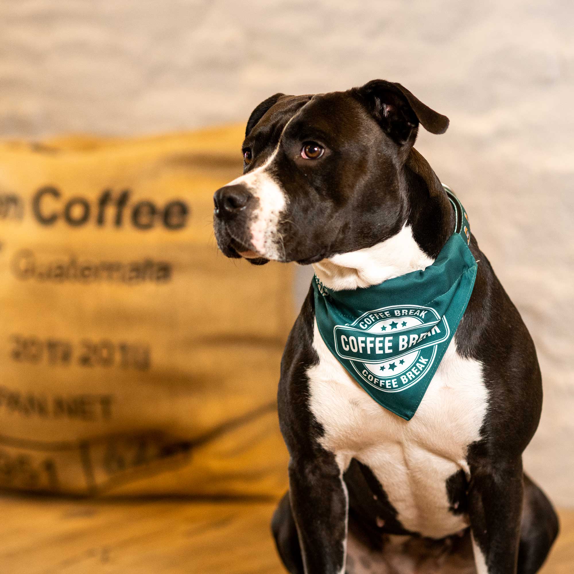 Dog Bandana - Coffee Break