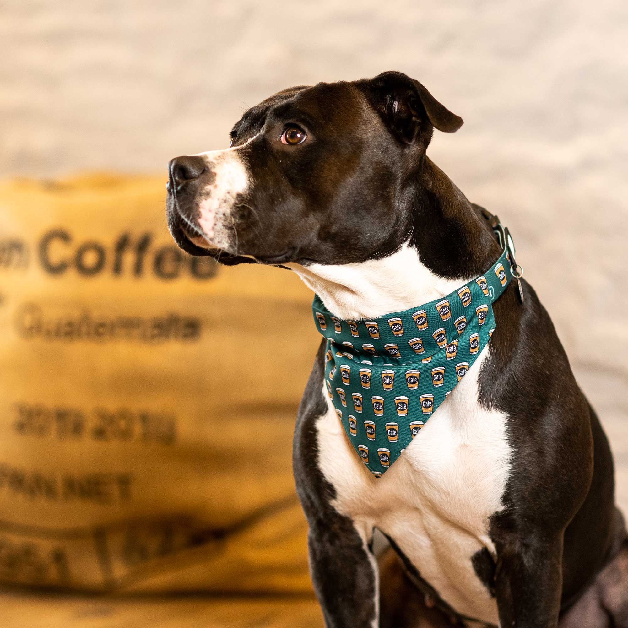Dog Bandana - Coffee Break