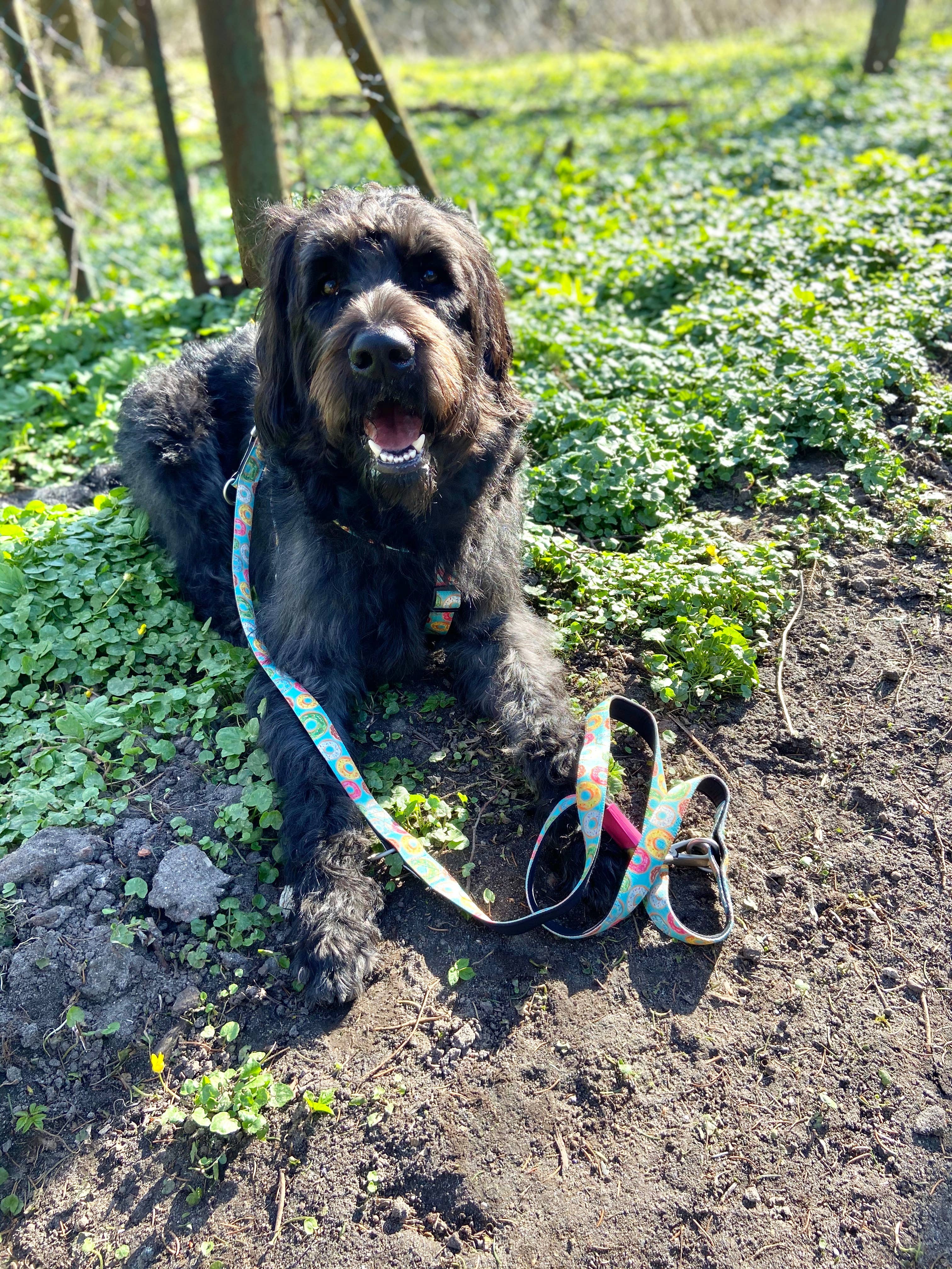 Dog Multi-Function Leash - Donuts