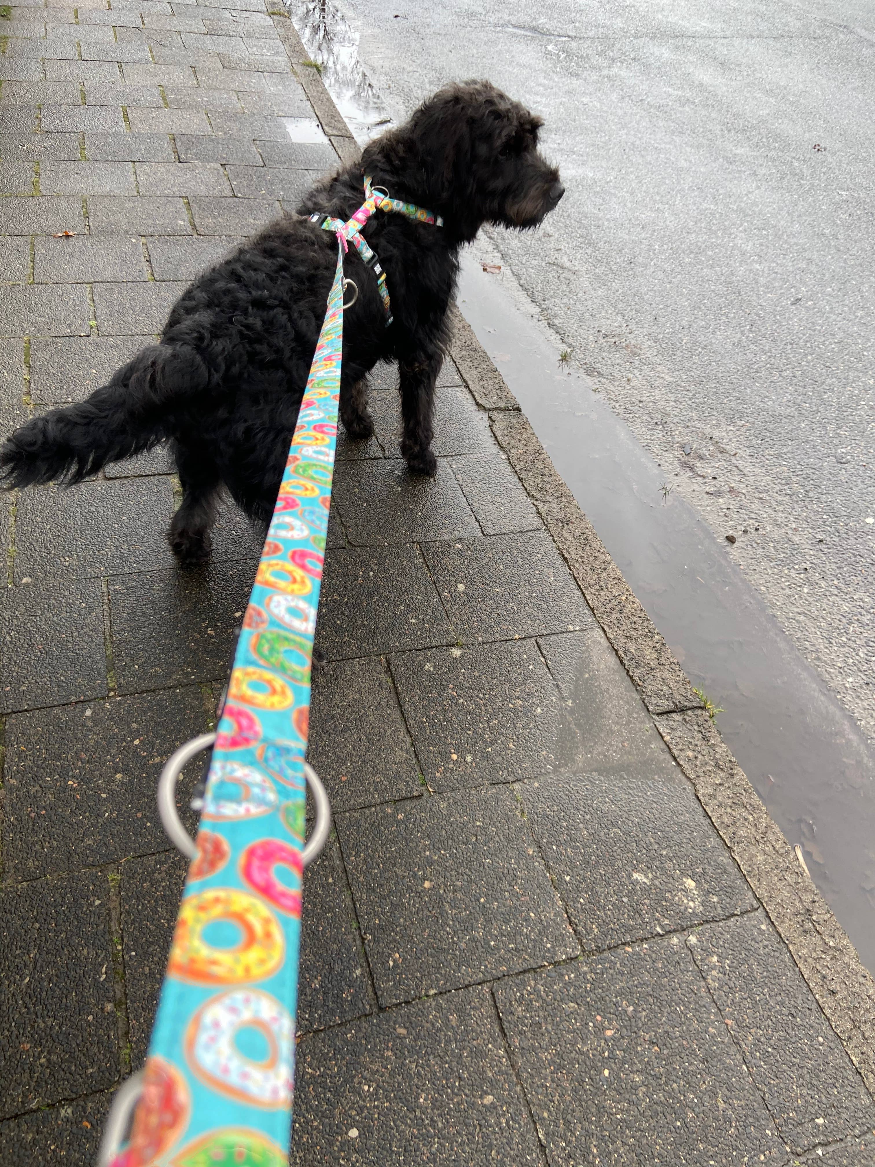 Dog Multi-Function Leash - Donuts